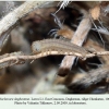 pseudochazara daghestana chonkatau larva l1